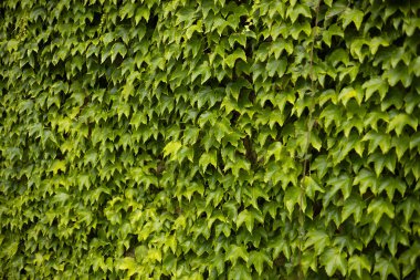 Sarmaşık dokusu. Ivy Hedge geçmişi. Ivy Green duvarı. Yeşil yapraklar arka plan. Myrtle yeşil arkaplan