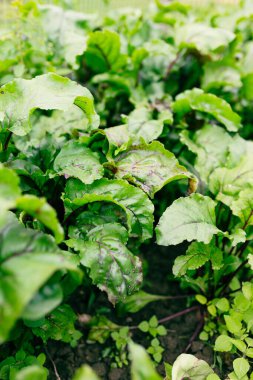 Sebze bahçesinde yeşil pancar yaprakları. Genç pancar kökü yazın bahçede büyür.