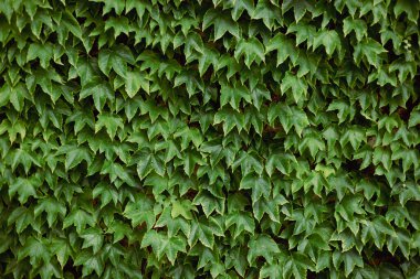 Sarmaşık dokusu. Ivy Hedge geçmişi. Ivy Green duvarı. Yeşil yapraklar arka plan. Myrtle yeşil arkaplan