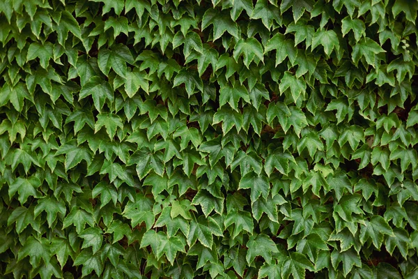 Textura Hiedra Fondo Cobertura Hiedra Pared Ivy Green Hojas Verdes —  Fotos de Stock