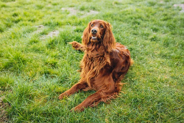Schöne Irish Setter Hund Liegt Gras Haustierkonzept — Stockfoto