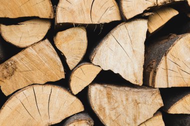 Bir sürü kesilmiş kütük. Geniş pankart ya da panorama ahşap şortlar. Doğadaki ağaç kütüklerinin yakınlaştırılması