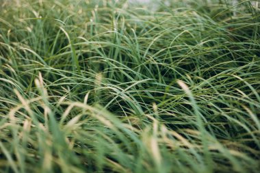 Kuru sonbahar otları ve dikenleri yakın plan. Doğal arka plan. Seçici odak