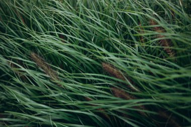 Kuru sonbahar otları ve dikenleri yakın plan. Doğal arka plan. Seçici odak