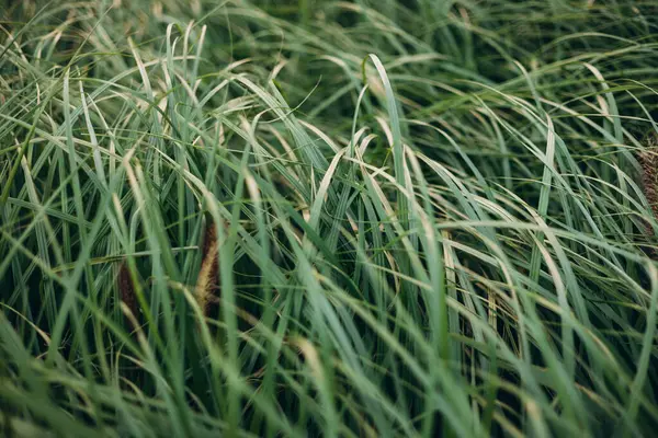 秋日干草与小穗的特写 自然的背景有选择的重点 — 图库照片