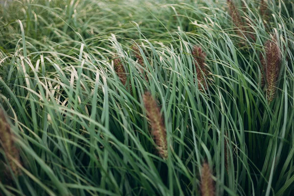 Droge Herfst Grassen Met Spikeletten Close Natuurlijke Achtergrond Selectieve Focus — Stockfoto