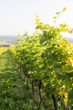 Şarap imalatı için üzüm bağları ve üzüm bağları. Şarap için üzüm tarlası yetişiyor. Yaz manzarası. Sonbahar hasadında şarap deposu olan doğa dağları.