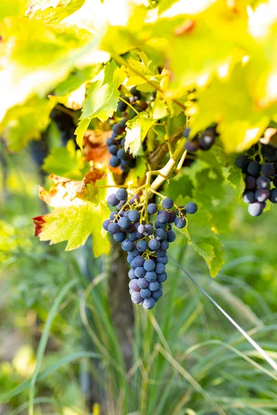 Grapes Making Red Wine Harvesting Crate Blue Grapes Growing Grape — Stock Photo, Image