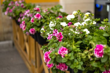 Kırmızı, pembe ve beyaz, çiçek açan Petunya çiçekleri, Petunya melezi.