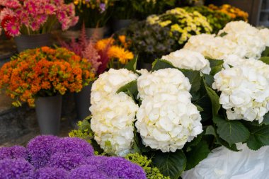 Çiçekçinin raflarında çiçek açan güzel çiçekler.
