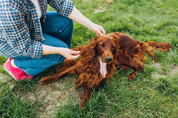 Human and a dog. Woman and her friend dog on the straw field background. Beautiful Irish Setter dog is sitting in grass.
