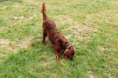 Yeşil çim arka planda İrlanda kırmızısı seter. Evcil hayvanlar konsepti