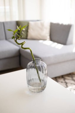Evinde su bulunan cam şişede çürümüş bambu bitkisi olan basit minimalist bir tarz.