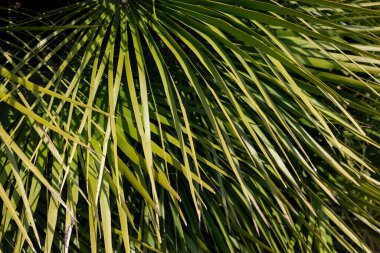 Bahçede tropikal palmiye yaprakları, yeşil tropikal orman yaprakları doğa deseni ve afiş için.