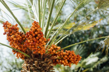 Sarı ağaçta meyveler var, Phoenix Dactylifera. Doğa arkaplanı