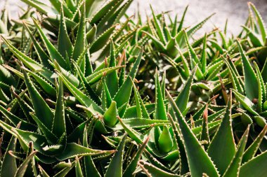 Aloe Vera 'nın taze yaprağı, çiftlik bahçesinin doğal geçmişi, Aloe Vera Çiftliği..