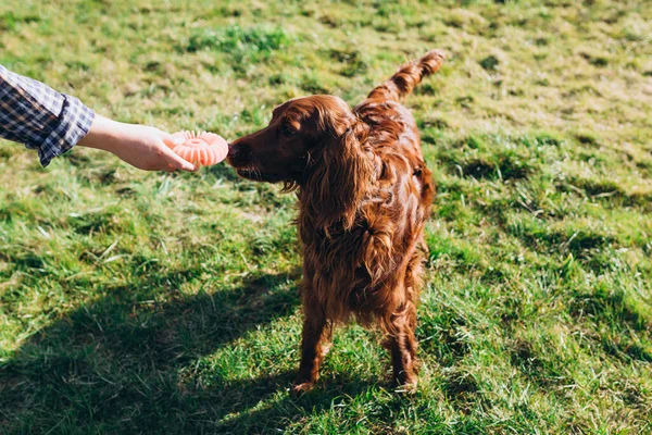 Adorable pet dog playing with toy at grass lawn at back yard. The concept of dog training. Crop anonymous owner with toy on hand playing with cute irish setter dog