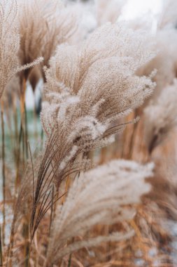 Yumuşak bitkilerin soyut doğal arkaplanı Cortaderia selloana. Pampas otları bulanık bir bokeh, kuru sazlıklar boho stili. Uzun otların kabarık kökleri
