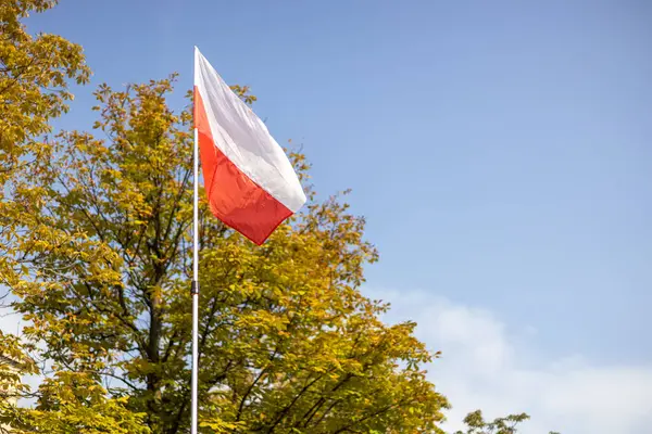 Polonya bayrağı doğada rüzgarda dalgalanıyor.