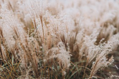 Yumuşak bitkilerin soyut doğal arkaplanı Cortaderia selloana. Pampas otları bulanık bir bokeh, kuru sazlıklar boho stili. Uzun otların kabarık kökleri
