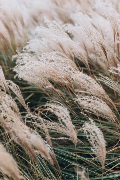 Yumuşak bitkilerin soyut doğal arkaplanı Cortaderia selloana. Pampas otları bulanık bir bokeh, kuru sazlıklar boho stili. Uzun otların kabarık kökleri