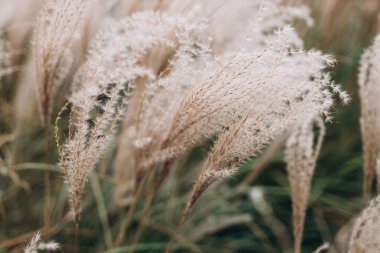 Yumuşak bitkilerin soyut doğal arkaplanı Cortaderia selloana. Pampas otları bulanık bir bokeh, kuru sazlıklar boho stili. Uzun otların kabarık kökleri