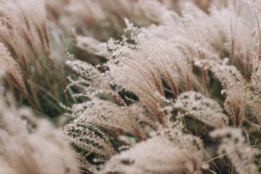 Yumuşak bitkilerin soyut doğal arkaplanı Cortaderia selloana. Pampas otları bulanık bir bokeh, kuru sazlıklar boho stili. Uzun otların kabarık kökleri
