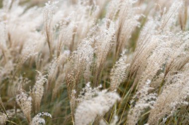 Yumuşak bitkilerin soyut doğal arkaplanı Cortaderia selloana. Pampas otları bulanık bir bokeh, kuru sazlıklar boho stili. Uzun otların kabarık kökleri