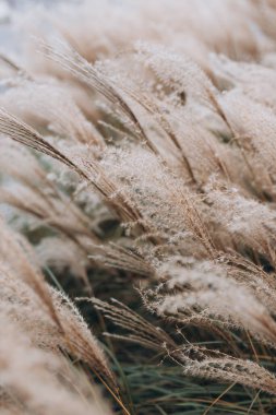 Yumuşak bitkilerin soyut doğal arkaplanı Cortaderia selloana. Pampas otları bulanık bir bokeh, kuru sazlıklar boho stili. Uzun otların kabarık kökleri