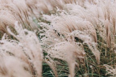 Yumuşak bitkilerin soyut doğal arkaplanı Cortaderia selloana. Pampas otları bulanık bir bokeh, kuru sazlıklar boho stili. Uzun otların kabarık kökleri