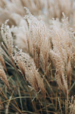 Yumuşak bitkilerin soyut doğal arkaplanı Cortaderia selloana. Pampas otları bulanık bir bokeh, kuru sazlıklar boho stili. Uzun otların kabarık kökleri