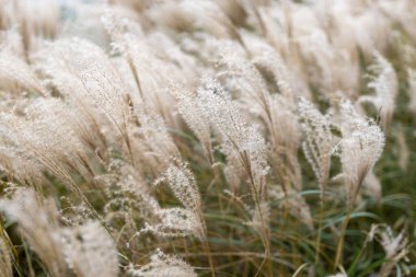 Yumuşak bitkilerin soyut doğal arkaplanı Cortaderia selloana. Pampas otları bulanık bir bokeh, kuru sazlıklar boho stili. Uzun otların kabarık kökleri