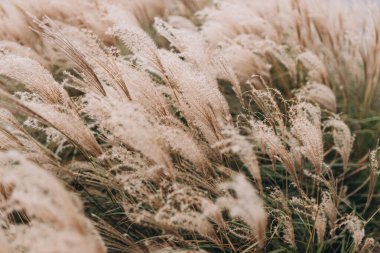 Yumuşak bitkilerin soyut doğal arkaplanı Cortaderia selloana. Pampas otları bulanık bir bokeh, kuru sazlıklar boho stili. Uzun otların kabarık kökleri