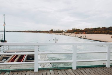 Güzel martı liman bölgesinde oturuyor. Deniz kuşu, bir limanda yakın çekim yapıyor. Beyaz Martı bulanık arka planda beyaz çitin üzerinde duruyor.