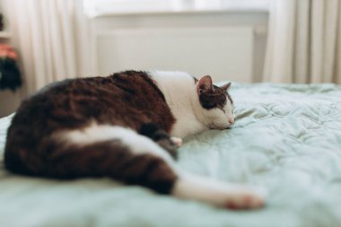 Gri benekli beyaz kedi yatakta uyur. Kedi dinleniyor, odaklanıyor. Komik ev hayvanı. Rahatlama ve rahatlama kavramı. Tatlı rüyalar..