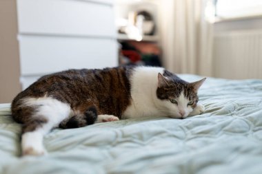 Gri benekli beyaz kedi yatakta uyur. Kedi dinleniyor, odaklanıyor. Komik ev hayvanı. Rahatlama ve rahatlama kavramı. Tatlı rüyalar..