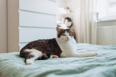 Gri kedili beyaz evde yatakta uzanıyor, ev konforu, kapalı alanda. Cope alanı. Evcil hayvan konseptini benimse