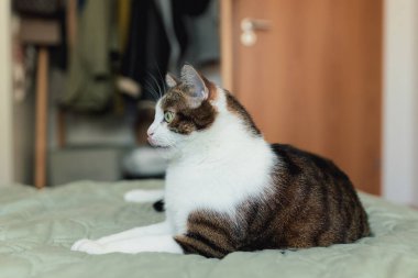 Gri kedili beyaz evde yatakta uzanıyor, ev konforu, kapalı alanda. Cope alanı. Evcil hayvan konseptini benimse