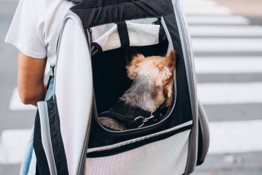 Kadın, köpeğini şeffaf camlı sırt çantasında taşıyor. YorkShire köpeği çantada oturuyor. Küçük köpeğin sahibi hayvanlar için bir taşıyıcı ile seyahat eder..