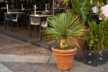 Binanın yakınındaki sokakta küçük bir palmiye ağacı var. Açık hava bitkileri, İtalya. Kafeye karşı saksıda bir ağaç