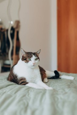 Gri kedili beyaz evde yatakta uzanıyor, ev konforu, kapalı alanda. Cope alanı. Evcil hayvan konseptini benimse