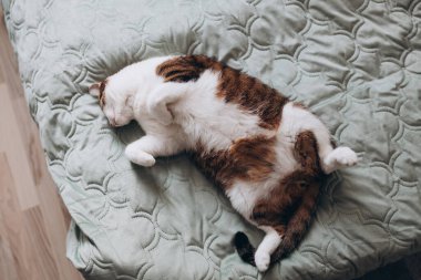 Gri benekli beyaz kedi yatakta uyur. Kedi dinleniyor, odaklanıyor. Komik ev hayvanı. Rahatlama ve rahatlama kavramı. Tatlı rüyalar..