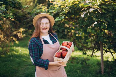 30 'lu yaşlarda şapkalı genç bir kadın arka planda kırmızı elma topluyor. Organik bir bahçede elma topluyorum..