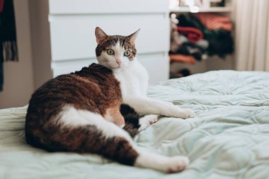 Gri kedili beyaz evde yatakta uzanıyor, ev konforu, kapalı alanda. Cope alanı. Evcil hayvan konseptini benimse
