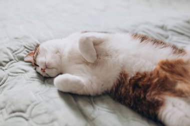 Gri benekli beyaz kedi yatakta uyur. Kedi dinleniyor, odaklanıyor. Komik ev hayvanı. Rahatlama ve rahatlama kavramı. Tatlı rüyalar..