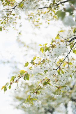 Kapalı çekim beyaz kiraz çiçeği sakura bahar zamanı