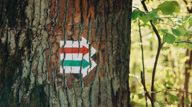 Yeşil ve kırmızı oklar ormanda yetişen bitkilerle dolu kalın ağaç gövdesinin yönünü gösteriyor. Ormandaki ağaç kabuklarına turistler ve yürüyüşçüler için yürüyüş işareti çizilmiş..