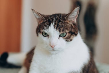 Gri kedili beyaz evde yatakta uzanıyor, ev konforu, kapalı alanda. Cope alanı. Evcil hayvan konseptini benimse