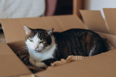 Teslimat kutusunda Avrupalı bir kedi. Yeni bir ev alma ya da taşınma fikri. Evcil hayvan karton bir kutuda oturuyor. Kaldırma kutusundaki kediye bakıyorum.