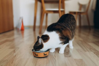 Güzel kedi, metal bir köpek kasesinde yemek yiyor. Sevimli evcil hayvan..
